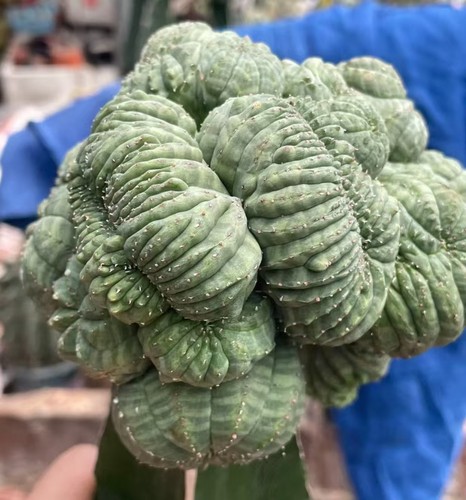 Gancio obesa euforbia cm - gancio,