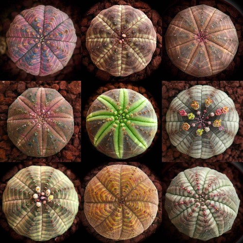 Euphorbia obesa seeds - ,
