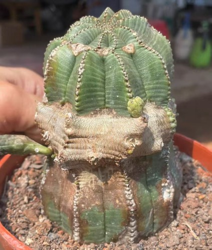 Vendo gancio euphorbia - vendo,