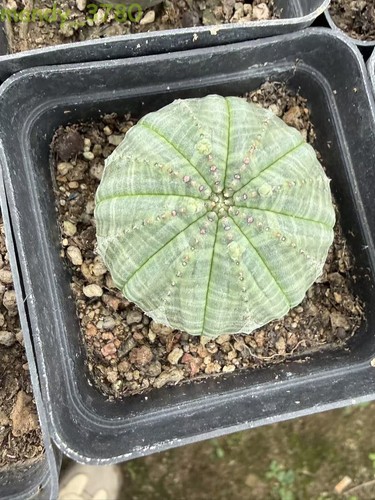 Euphorbia obesa astrophytum - euphorbia,