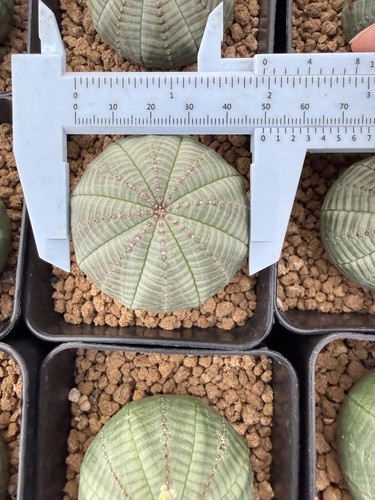 Euphorbia obesa seme coltivato
