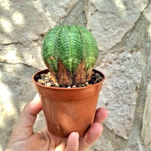 Euphorbia obesa succulent - euphorbia,