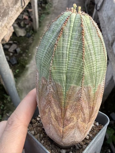 Vecchie euphorbia obesa piante - euphorbia,