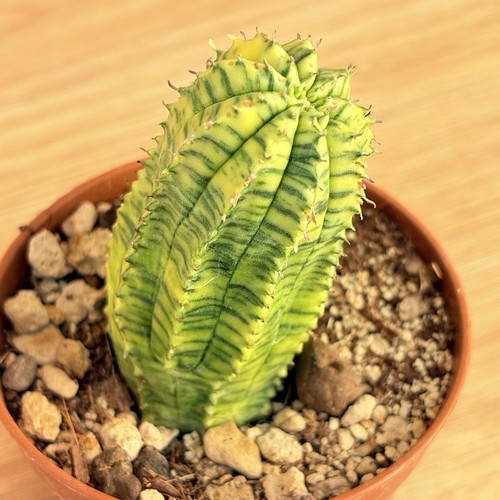 Euphorbia obesa hybrid - , f