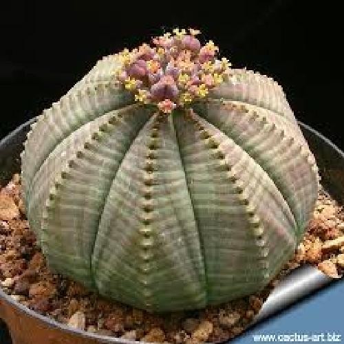 Euphorbia obesa vaso 5 - vaso, cm