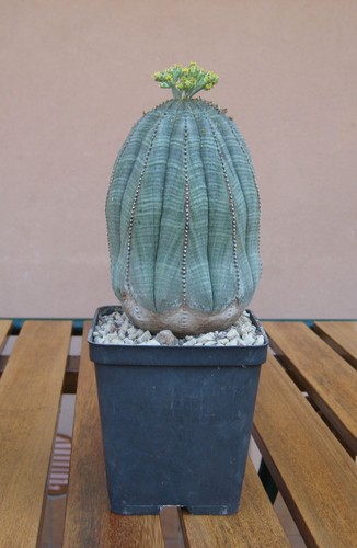 Euphorbia obesa pianta di - obesa,