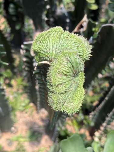 Rara pianta succulenta