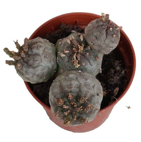 Euphorbia obesa globosa ø5 - obesa,