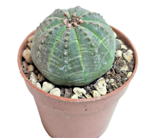 Euphorbia obesa cm - obesa, cm -