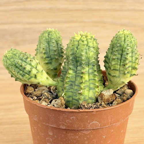 Euphorbia obesa hybrid - , f