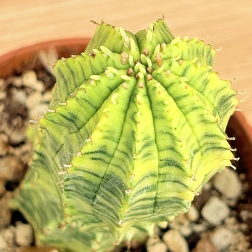 Euphorbia obesa hybrid - , f