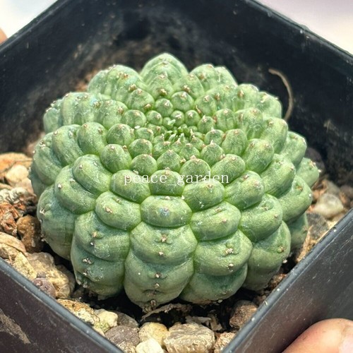 Euphorbia obesa gancio - euphorbia,