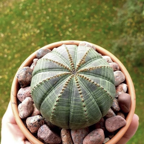Pianta cactus succulenta 5 - cactus,