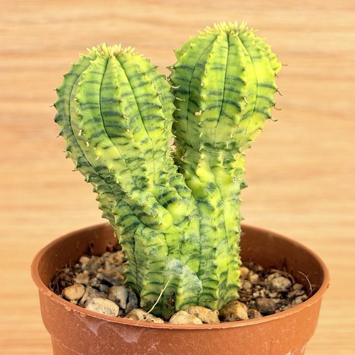 Euphorbia obesa hybrid - , f