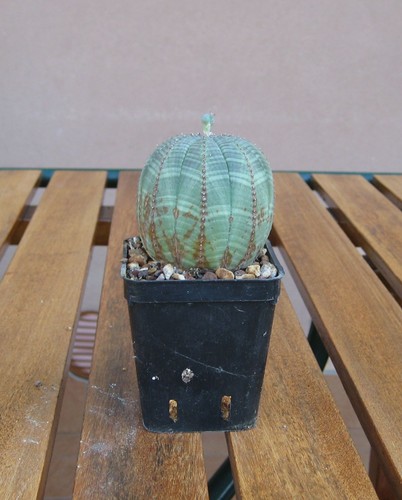 Euphorbia obesa diametro - , -5,