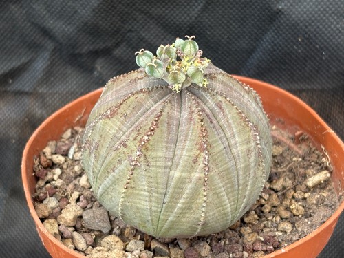 Euphorbia obesa cactus piante - euphorbia,