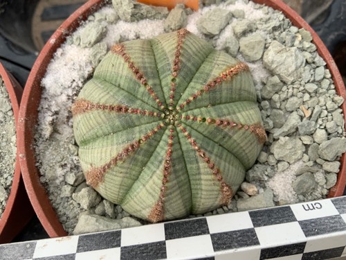 Wysiwyg 100 euphorbia obesa - euphorbia,