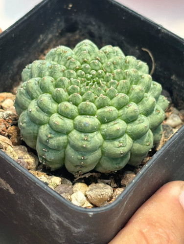 Pianta cactus succulenta - pianta, di