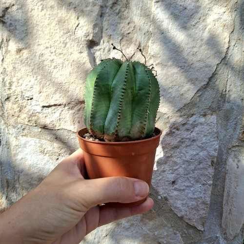Euphorbia obesa succulent - euphorbia,