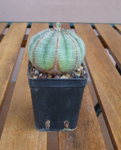Euphorbia obesa diametro - ,