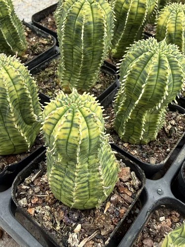 Euphorbia obesa pianta bonsai