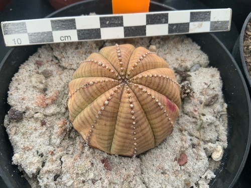 Wysiwyg 329 euphorbia - euphorbia, obesa