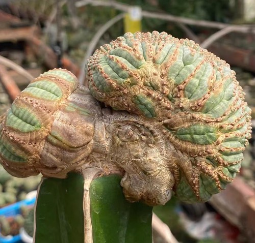 Euphorbia obesa wysiwyg - obesa,