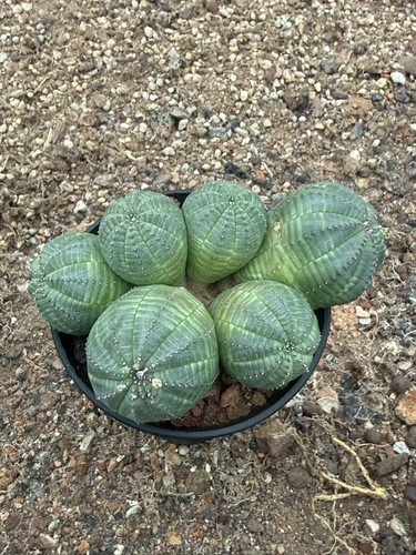 Teste multiple euphorbia obesa - euphorbia,