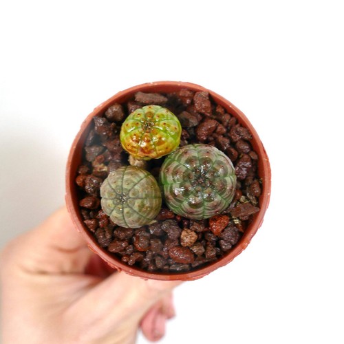 Euphorbia obesa pot 3 - pot, of