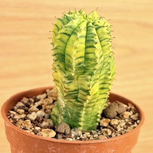 Euphorbia obesa hybrid - , f