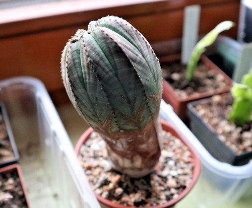 Euphorbia obesa - , (femmina)