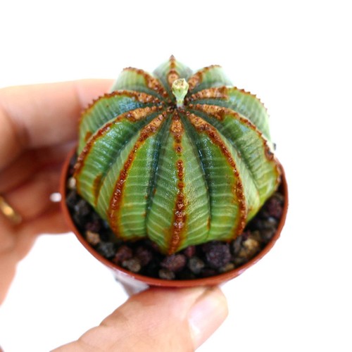 Euphorbia obesa brown lines - euphorbia,