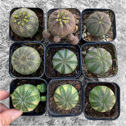 Pezzi pianta cactus - 5,