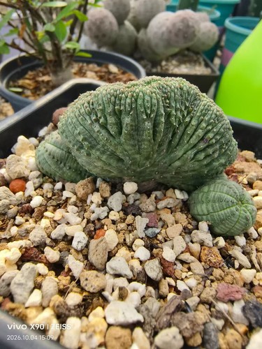 Vendo raro gancio - gancio, euphorbia