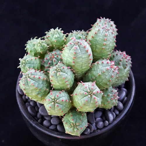 Pianta cactus succulenta - cactus,