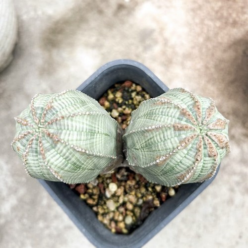 Pianta cactus succulenta - di,