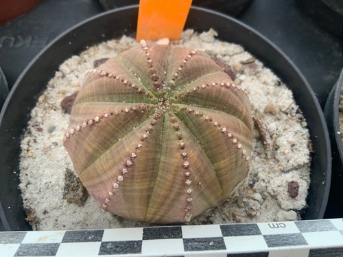 Wysiwyg 044 euphorbia - obesa,