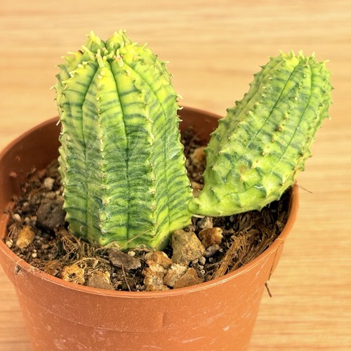 Euphorbia obesa hybrid - , f