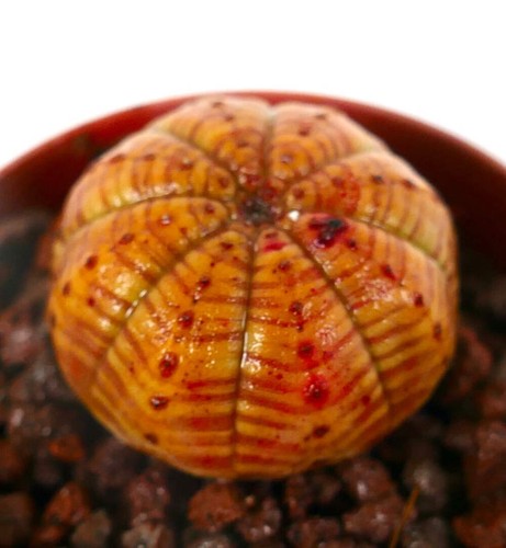 Euphorbia obesa super orange - obesa,
