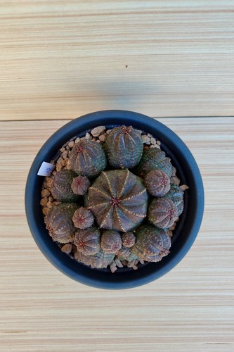 Euphorbia obesa prolifera - ,