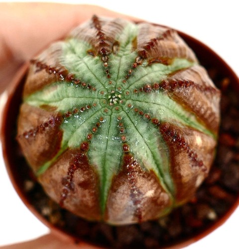 Euphorbia obesa brown arrows - obesa, (brown