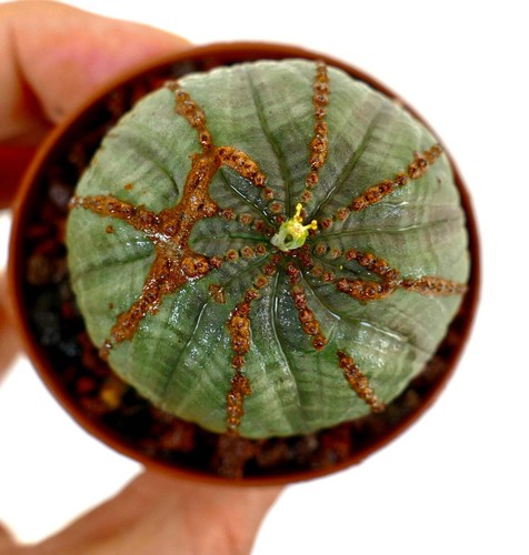 Euphorbia obesa unusual apex - euphorbia, (unusual