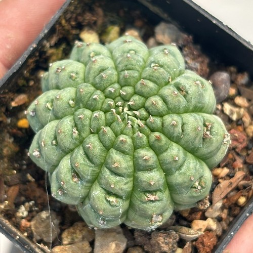 Euphorbia obesa gancio - 2,5,