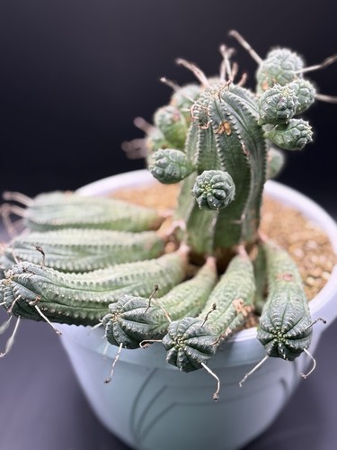 Euphorbia obesa form monster - obesa,