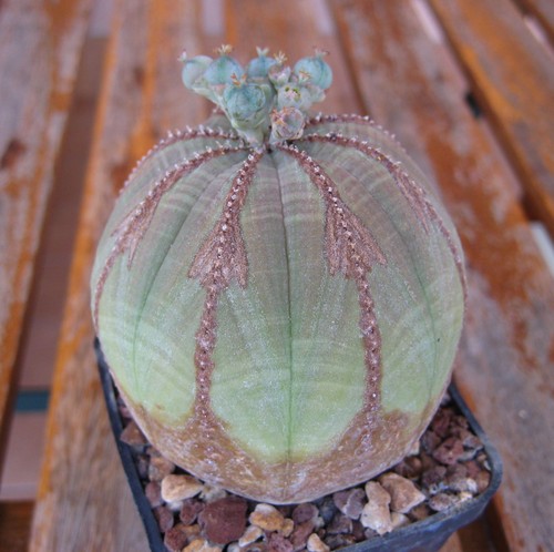 Euphorbia obesa diametro - euphorbia,