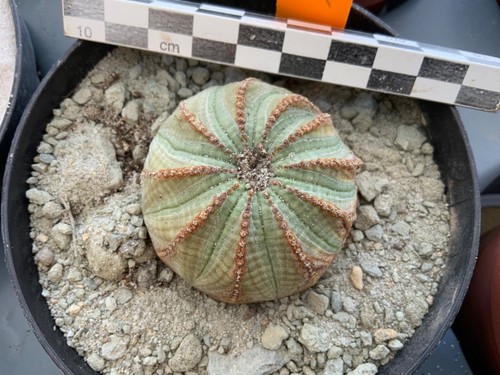 Wysiwyg 631 euphorbia obesa - euphorbia,