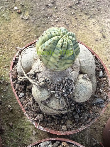 Euphorbia obesa variegato