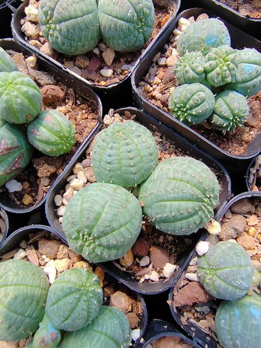 Teste multiple euphorbia - multiple,