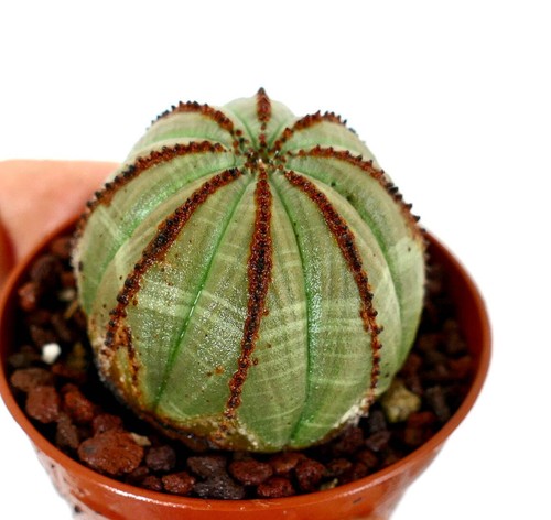 Euphorbia obesa light green - obesa, (light