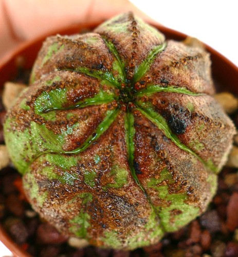 Euphorbia obesa super brown - obesa, (super